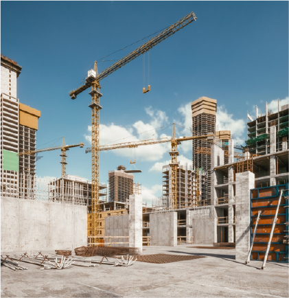 Fresh dates on palm tree
